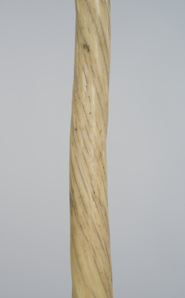 zbliżenie naturalny, spiralnie skręcony kieł narwala