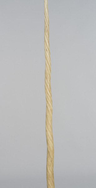 zbliżenie naturalny, spiralnie skręcony kieł narwala