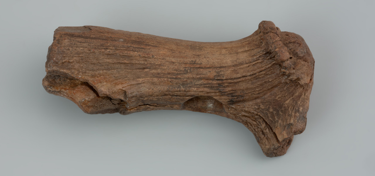 oprawa narzędzia krzemiennego - ujęcie z góry; Podłużna oprawa wykonana z lewej tyki jelenia szlachetnego (Cervus elaphus) z zachowaną różą, tworzącą część obuchową. W jednej trzeciej wysokości wykonano okrągły otwór, służący osadzeniu trzonka, o gładkich krawędziach, przecinający poprzecznie podłużną oś narzędzia. Tuleja częściowo połamana. Na powierzchni i krawędziach widoczne są liczne zniszczenia. Obecność zmiażdżeń i wyłamania na obuchu sugeruje użytkowanie oprawki także jako młotek.