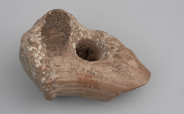 Motyka z poroża jelenia szlachetnego - ujęcie z góry; Motyka powstała po odcięciu oczniaka i nadoczniaka prawej tyki poroża zrzuconego przez dużego osobnika jelenia szlachetnego. Część pracująca silnie zredukowana w wyniku intensywnego użytkowania i wielu napraw, co uniemożliwia ustalenie pierwotnej orientacji ostrza. Zachowana róża tworzyła obuch. Otwór na trzonek lekko asymetryczny, przebity z dwóch stron, prostopadle do naturalnej osi poroża, znajduje się w obecnie centralnej części narzędzia. Rozległe zagładzenia i silne zniszczenia wynikające z użytkowania wyraźne są na powierzchni ostrza i obucha. W miejscach o zachowanej pierwotnej, nieregularnej powierzchni poroża widać punktowe ślady osadów organicznych, prawdopodobnie margla lub kredy jeziornej. Na powierzchni widoczna ciemniejsza plama, powstała najprawdopodobniej na skutek polania środkiem konserwującym.