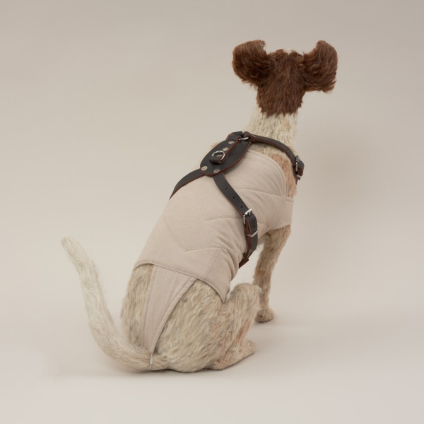 instalacja - Ujęcie tyłu z prawej strony. Instalacja złożona z dwóch elementów: obiektu (pies wykonany z masy papierowej i sierści, w ubranku z pikowanej tkaniny i szelkach ze skóry ekologicznej) oraz animacji na płycie DVD (widok rozgwieżdżonego nieba).