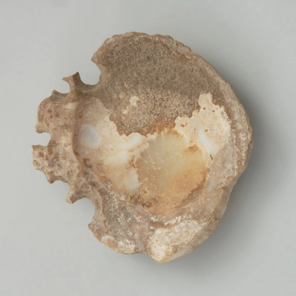 Wisior z muszli - Ujęcie od spodu; Miseczkowata zawieszka (wisior) z muszli połówki muszli małża z rodzaju Spondylus (zawiaśnik) ze śladami po pięciu otworkach od strony zamka muszli. Perlista powierzchnia zewnętrzna muszli, pierwotnie z wypustkami, częściowo starta. Muszla uległa w częściowej lityfikacji krzemionkowej
