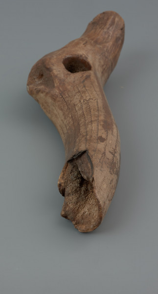 laska szamańska ze Szczecina-Podjuch - ujęcie jednego boku; Ornamentowany przedmiot z poroża jelenia interpretowany jako laska szamańska. Poroże (prawa tyka) pozyskane zostało z dorosłego, zdrowego samca zabitego późnym latem lub jesienią, o czym świadczą pozostałości czaszki zachowane przy róży. Oczniak i nadoczniak zostały obcięte, podobnie jak tyka. Zabytek ma niemal gładką powierzchnię (uperlenie zostało usunięte). Zabytek pokrywają serie linii połączonych z krótkimi, skośnymi kreskami (tzw. jednostronna jodełka). Jasna barwa jest efektem wysychania zabytku.