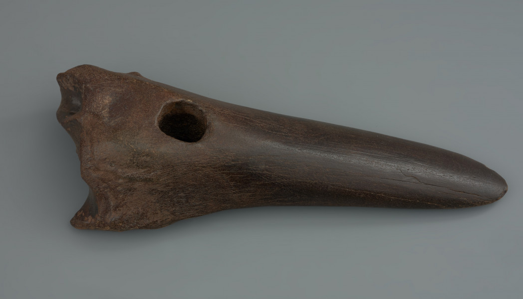 motyka kościana - ujęcie z góry; Motyka wykonana poprzez skośne odcięcie trzonu oraz usunięcie części główki kości długiej tura. Poprzeczne ostrze po zewnętrznej stronie jest półokrągłe, od strony ścięcia posiada wgłębienie, pozostałe po ścięciu trzonu i odsłonięciu jamy szpikowej. Okrągły otwór na trzonek przewiercony został poprzecznie do dłuższej osi kości przy główce. Powierzchnia motyki została w znacznym stopniu wyświecona i zagładzona w wyniku użytkowania oraz procesów podepozycyjnych.