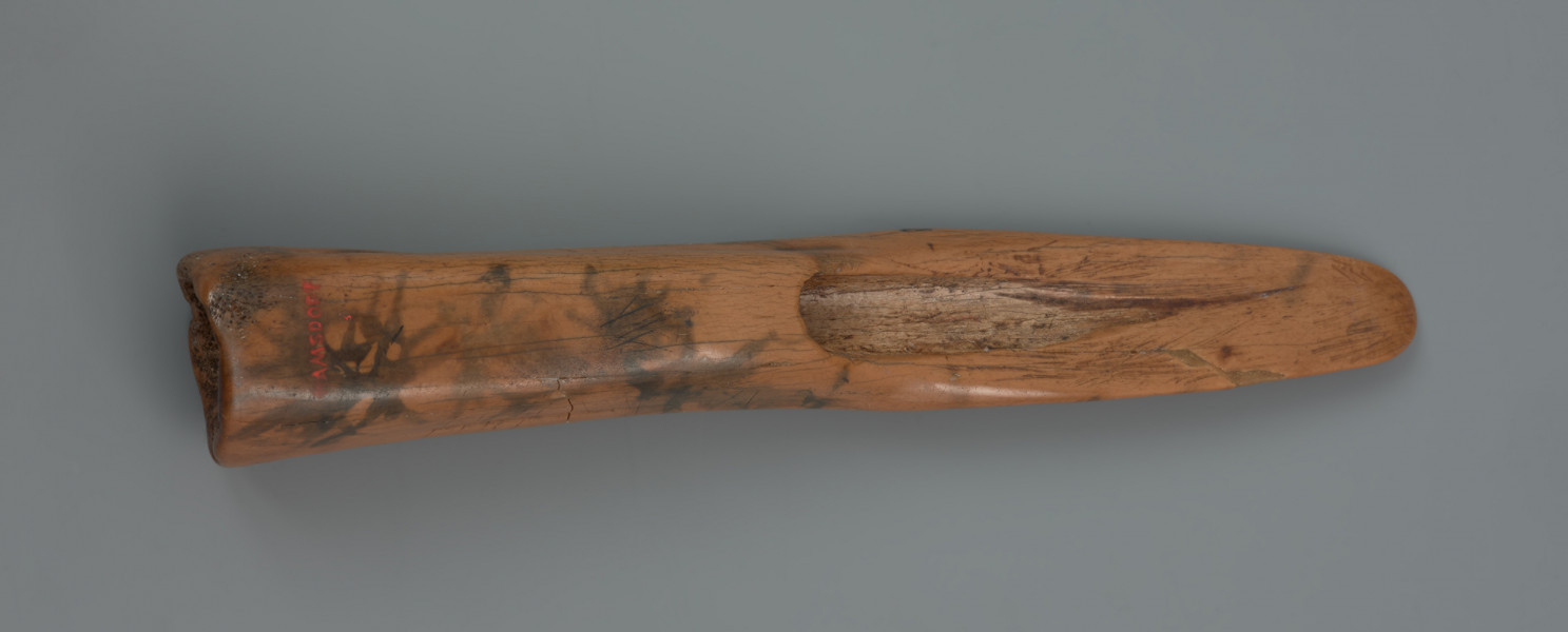 ostrze kościane ornamentowane - ujęcie z dołu; Ostrze wykonane z kości śródstopia jelenia poprzez ścięcie podłużnego jej fragmentu w połowie długości. Część pracująca ma kształt szpatułkowaty o zaokrąglonej, na skutek użytkowania, krawędzi. Poniżej znajduje się naturalne zagłębienie jamy szpikowej. W efekcie długotrwałego przebywania w torfowisku kość zmieniła kolor na lekko pomarańczowy.