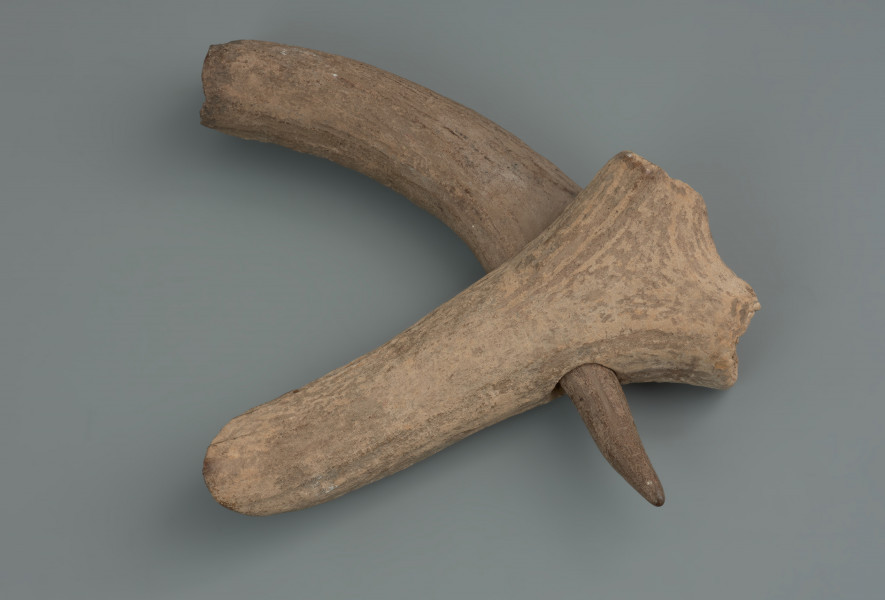 topór z rękojeścią - ujęcie obiektu złożonego; Topór wykonany został z poroża dorosłego, zdrowego samca jelenia szlachetnego. Jego trzonek jest fragmentem parostka innego osobnika, prawdopodobnie bardzo starego i słabego. Oba elementy nie są obecnie scalone. Żaden z nich nie ma pozostałości róży. Na ostrzu oraz obuchu bez zachowanej róży widoczne są wygładzenia powierzchni i wyłamania kompakty wynikające z użytkowania toporka. Ślady użytkowania widnieją także na trzonku w części, gdzie stykał się z toporem. Powierzchnia obu elementów jest silnie zniszczona.