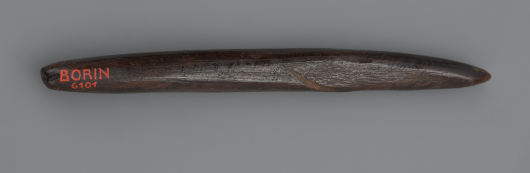 grot; ostrze kościane - ujęcie tyłu; Krótkie ostrze kościane o owalnym przekroju, wykonane z kości długiej dużego ssaka. W części środkowej po dwóch stronach widoczna jest płaska, naturalna powierzchnia kości. Na powierzchni widoczne są liczne, podłużne linie ryte i poprzeczne prążkowanie, świadczące o intensywnym użytkowaniu i wielokrotnych naprawach. Pierwotnie ostrze mogło być dłuższe, zaś z każdą kolejną naprawą ulegało skróceniu. Na skutek przebywania w torfowisku powierzchnia zabytku trwale przybrała ciemny, niemal czarny kolor.