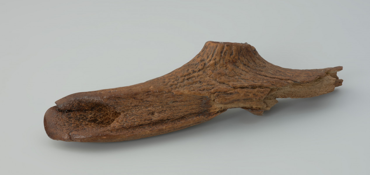 Topór T-kształtny - Ujęcie z boku. Topór T-kształtny wykonany ze średniej wielkości tyki jelenia szlachetnego, bez zachowanej róży. W miejscu przebicia otworu na trzonek oraz na części pracującej zeskrobano kompaktę. Na ostrzu rozległe pęknięcie oraz późniejsze ślady użytkowania. Obuch całkowicie zniszczony. Na zabytku widoczne są kropki jasnej farby. Powierzchnia zabytku jest przebarwiona na skutek wyschnięcia i braku konserwacji.