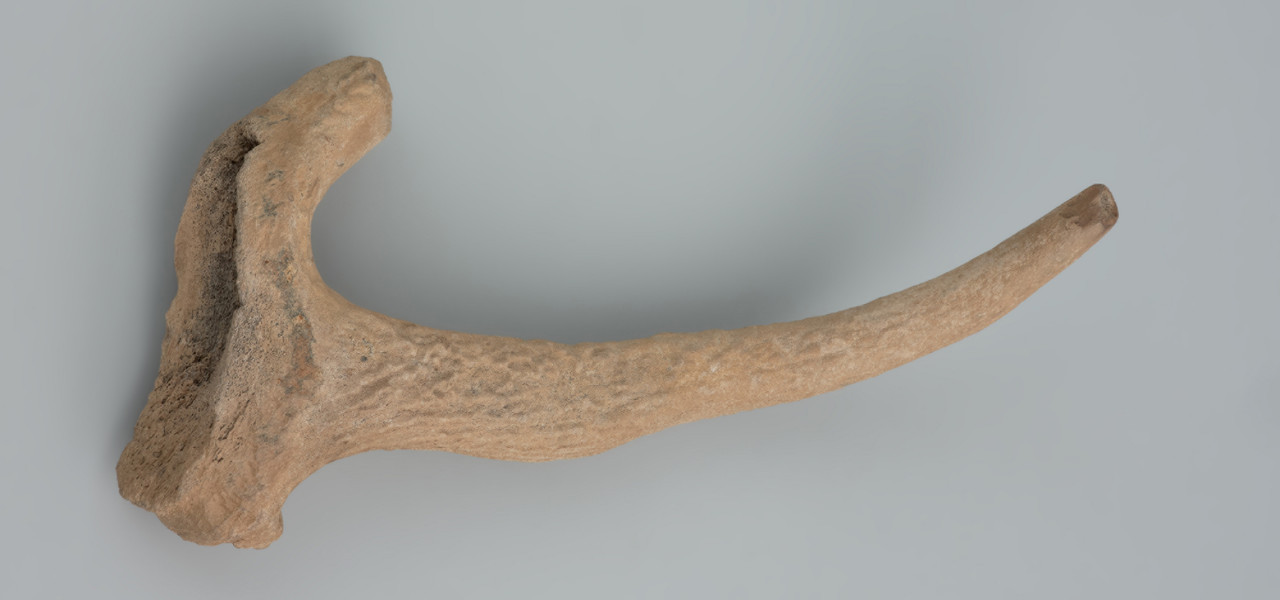 Oprawka do narzędzia krzemiennego - ujęcie z przodu patrząc od dołu; Oprawka narzędzia krzemiennego wykonana z lewej tyki jelenia szlachetnego. Przedmiot ma zachowany nadoczniak, służący jako rękojeść i odciętą tykę, w której wydrążono tuleję. Tuleja i rękojeść są niemal równoległe. Na końcu i w środku tulei do osadzania krzemiennego elementu widoczne są wymiażdżenia i wyłamania powstałe na skutek kontaktu z twardym materiałem (np. z drewnem). Na rękojeści i na powierzchni między rękojeścią a tuleją widoczne są zagładzenia powierzchni. Na róży widoczne są wytarcia, zagładzenia i wyłamania. Powierzchnia zabytku pokryta jest pęknięciami i drobnymi wyłuskaniami. Wraz z jasną barwą są efektem wyschnięcia zabytku i braku konserwacji.