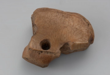 amulet kościany - Ujęcie z góry. Amulet z kości zwierzącej z nawierconym otworem, wykonywanym z dwóch stron, przez co na środku jest zwężony. Poza otworem brak śladów ingerencji ludzkiej, powierzchnia pokryta siecią pęknięć.
