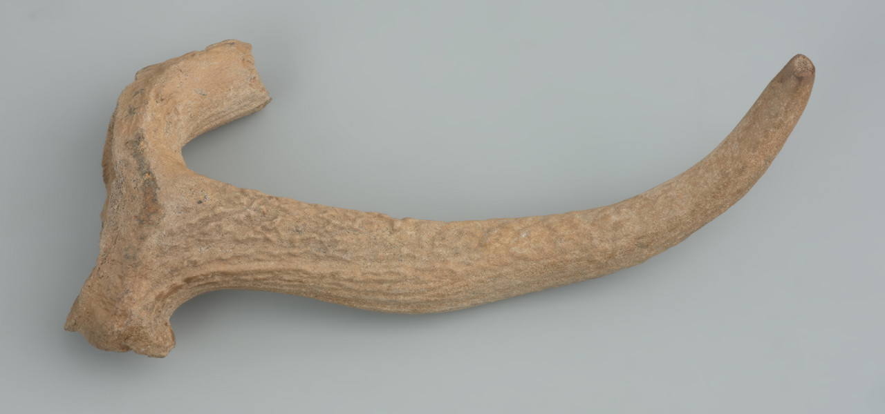 Oprawka do narzędzia krzemiennego - ujęcie z przodu; Oprawka narzędzia krzemiennego wykonana z lewej tyki jelenia szlachetnego. Przedmiot ma zachowany nadoczniak, służący jako rękojeść i odciętą tykę, w której wydrążono tuleję. Tuleja i rękojeść są niemal równoległe. Na końcu i w środku tulei do osadzania krzemiennego elementu widoczne są wymiażdżenia i wyłamania powstałe na skutek kontaktu z twardym materiałem (np. z drewnem). Na rękojeści i na powierzchni między rękojeścią a tuleją widoczne są zagładzenia powierzchni. Na róży widoczne są wytarcia, zagładzenia i wyłamania. Powierzchnia zabytku pokryta jest pęknięciami i drobnymi wyłuskaniami. Wraz z jasną barwą są efektem wyschnięcia zabytku i braku konserwacji.