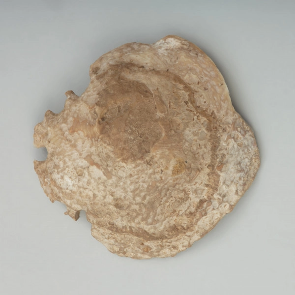Wisior z muszli - Ujęcie z góry; Miseczkowata zawieszka (wisior) z muszli połówki muszli małża z rodzaju Spondylus (zawiaśnik) ze śladami po pięciu otworkach od strony zamka muszli. Perlista powierzchnia zewnętrzna muszli, pierwotnie z wypustkami, częściowo starta. Muszla uległa w częściowej lityfikacji krzemionkowej