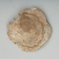 Wisior z muszli - Ujęcie z góry; Miseczkowata zawieszka (wisior) z muszli połówki muszli małża z rodzaju Spondylus (zawiaśnik) ze śladami po pięciu otworkach od strony zamka muszli. Perlista powierzchnia zewnętrzna muszli, pierwotnie z wypustkami, częściowo starta. Muszla uległa w częściowej lityfikacji krzemionkowej