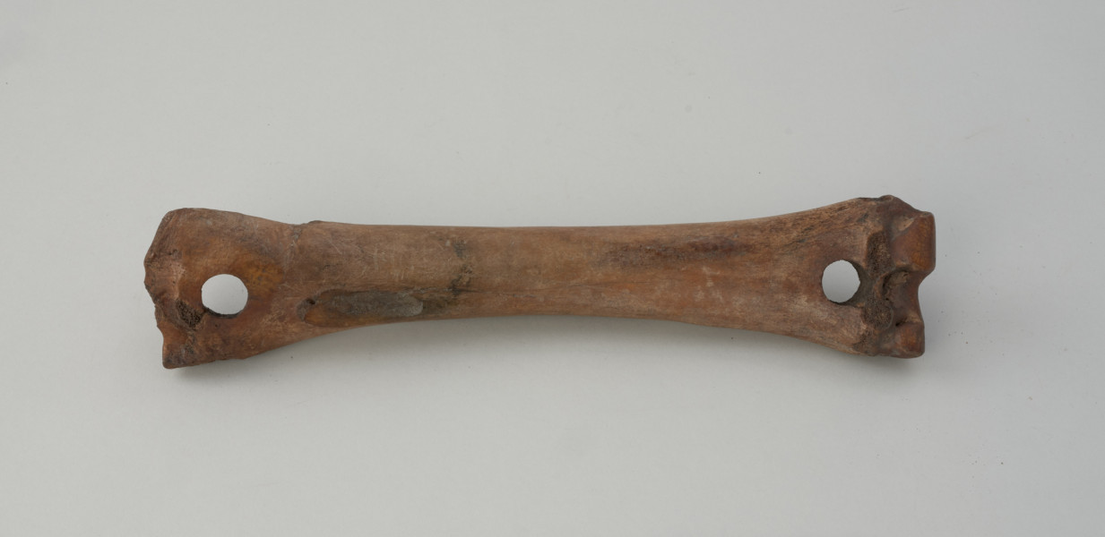 Łyżwa (płoza) - Ujęcie spodu z boku. Przedmiot wykonano z lewej przedniej kości promieniowej konia. Na obydwóch końcach, w okolicach główek znajdują się regularne, pojedyncze intencjonalnie wywiercone otwory. Dolna część zabytku jest płaska i mocno wyszlifowana z kilkoma podłużnymi zarysowaniami. Górna cześć kości jest naturalnie łukowata, a na jej powierzchnie można zaobserwować chropowaty ślad powstały po odrąbaniu kości łokciowej.