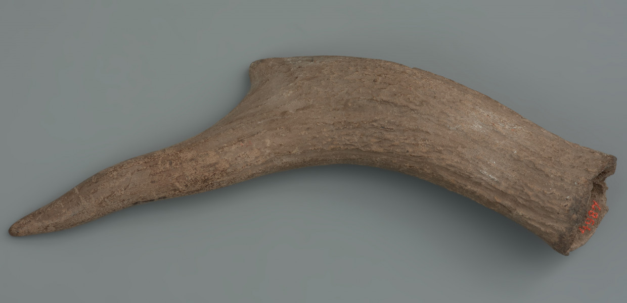 topór z rękojeścią - ujęcie drugiej części; Topór wykonany został z poroża dorosłego, zdrowego samca jelenia szlachetnego. Jego trzonek jest fragmentem parostka innego osobnika, prawdopodobnie bardzo starego i słabego. Oba elementy nie są obecnie scalone. Żaden z nich nie ma pozostałości róży. Na ostrzu oraz obuchu bez zachowanej róży widoczne są wygładzenia powierzchni i wyłamania kompakty wynikające z użytkowania toporka. Ślady użytkowania widnieją także na trzonku w części, gdzie stykał się z toporem. Powierzchnia obu elementów jest silnie zniszczona.