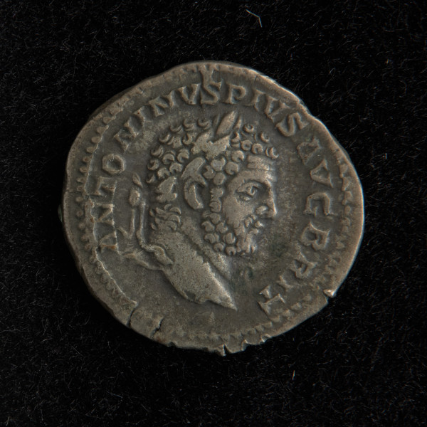 moneta srebrna - Ujęcie awersu. Denar srebrny Karakalli. Powierzchnie nie są starte, a wyobrażenia i napisy są czytelne.