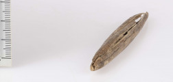 686/A/ML/21 - Ostrze kosciane dwustronne, kształtu wrzecionowatego, w przekroju poprzecznym koliste. Kość barwy naturalnej. Starannie wygładzona na całej powierzchni. Stan zachowania - narzędzie uszkodzone na obu końcach. Zabytek sklejony z kilku części.