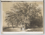 S/G/1508/ML - Scena rodzajowa na tle pejzażu parku Czartoryskich w Puławach. Na pierwszym planie wiekowy kasztan, w oddali Kiosk.