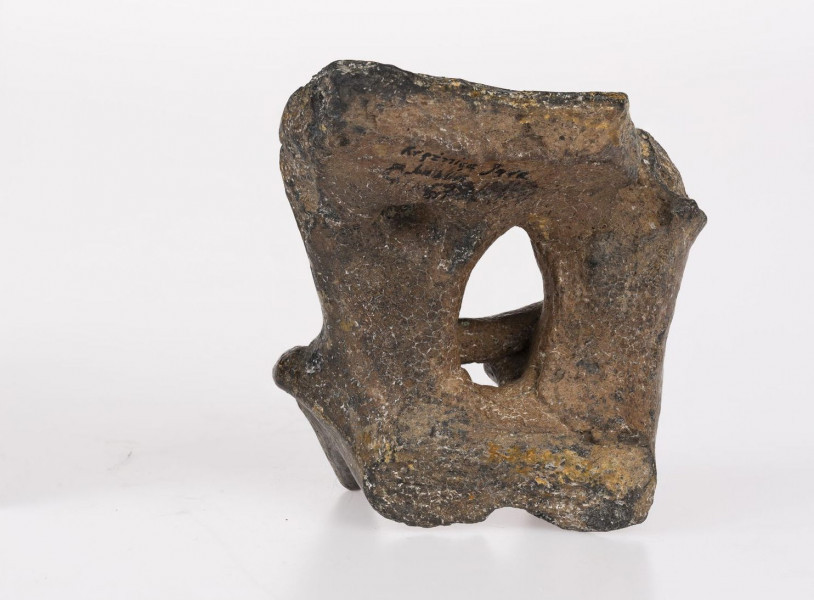 Fragment ucha naczynia ozdobionego plastycznym wyobrażeniem pary wołów sprzęgnietych jarzmem pyski zarysowane schematycznie ostro zarysowane duże kręcone do tyłu rogi grzbiety zwierząt wymodelowane kanciasto nogi przednie nie sa rozdzielone tworzą gładką szeroką powierzchnie nogi tylne przedstawione schematycznie rozdzielone kolistymi otworkami jarzmo łączące karki zwierząt ma postać poprzeczki nieco pogrubionej na karakch wołów