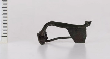1834/A/ML/1 1834/A/ML/1 - Fibula brązowa z poprzecznie żłobkowanym grzebieniem na kabłąku, górną cięciwą i 13-to zwojową sprężyną. Nóżka fibuli zakończona stożkowatym guzkiem. Pochewka płaska, szeroka, delikatnie zawinięta.