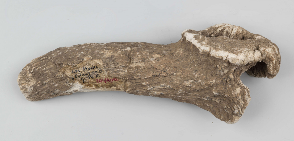 Topór rogowy z asymetrycznym jednostronnie scietym ostrzem i elipsowatym otworem do osadzania rekojesci