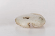 Amulet z przewierconym otworem, kształtu nieregularnego, płaski, od spodniej strony rowek biegnący przez środek. Amulet wykonany ze skały wapiennej (biała kreda)
