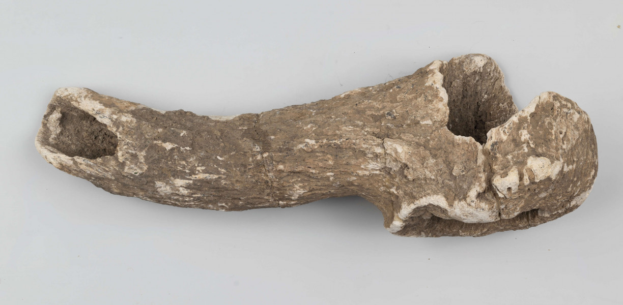 Topór rogowy z asymetrycznym jednostronnie scietym ostrzem i elipsowatym otworem do osadzania rekojesci