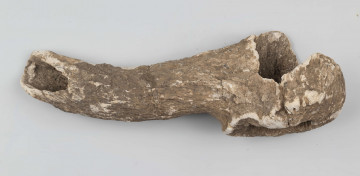 Topór rogowy z asymetrycznym jednostronnie scietym ostrzem i elipsowatym otworem do osadzania rekojesci