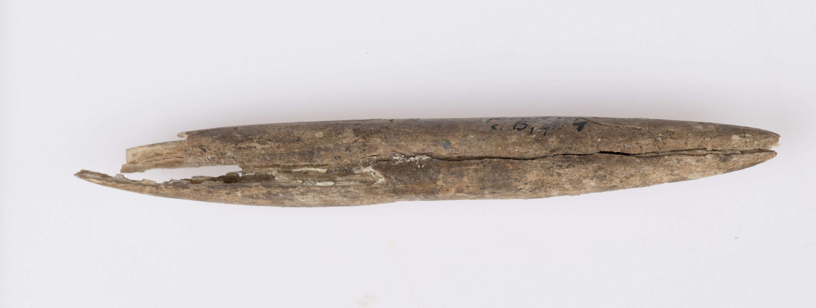 Ostrze kosciane dwustronne, kształtu wrzecionowatego, w przekroju poprzecznym koliste. Kość barwy naturalnej. Starannie wygładzona na całej powierzchni. Stan zachowania - narzędzie uszkodzone na obu końcach. Zabytek sklejony z kilku części.