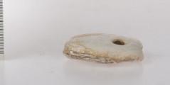 Amulet z przewierconym otworem, kształtu nieregularnego, płaski, od spodniej strony rowek biegnący przez środek. Amulet wykonany ze skały wapiennej (biała kreda)