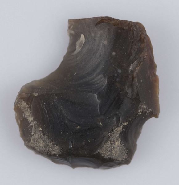 345/A/ML/7 - Drapacz odłupkowy o zaokrąglonym drapisku w proporcjach niemal krótki.