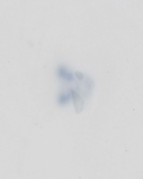 S/CS/1552/ML - Spodek okrągły, konicznie wgłębiony, powierzchnia malowana kobaltem podszkliwnie na ciemno-błękitny kolor, na nim bogata dekoracja w wypukłym złocie ułożona w koncentryczne kręgi z rozetą pośrodku i meandrem na kołnierzu. Pomiędzy pasami złotymi ornamentalne wstęgi malowane jasnobłękitnym kolorem ze złotymi dodatkami.
 
