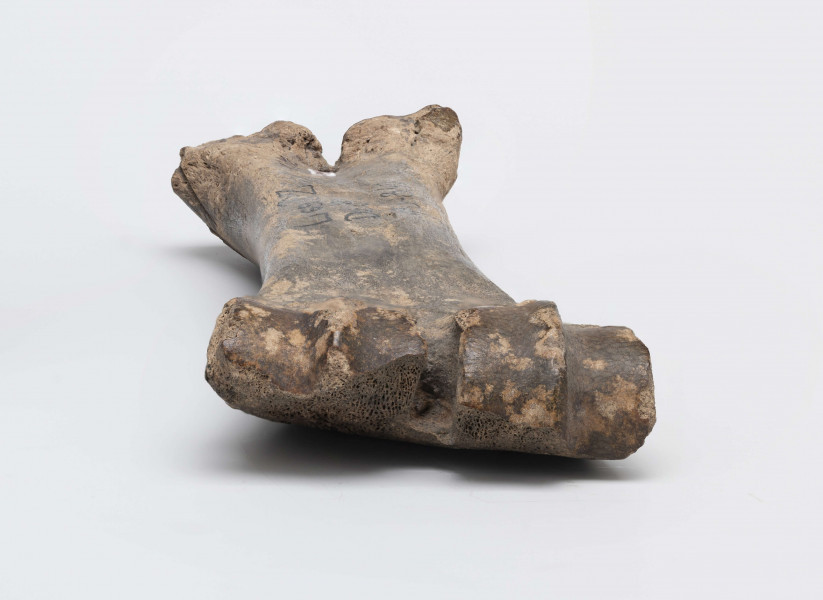 1811/A/ML/4 - Łyżwa wykonana z kości bydlęcej charakteryzuje się wygładzeniem jednej powierzchni długiej, a także obrobieniem jednej powierzchni stawowej w kształcie półokrągłego „dziobu”, przycięciem drugiego końca kości, na którym część okazów posiada nawiercony otwór służący do przymocowania płozy do stopy. 