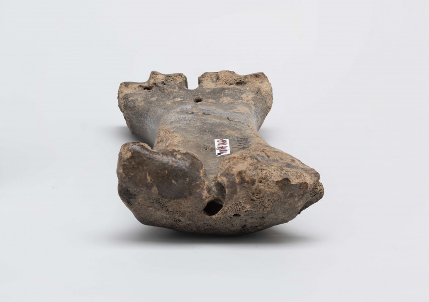 1811/A/ML/4 - Łyżwa wykonana z kości bydlęcej charakteryzuje się wygładzeniem jednej powierzchni długiej, a także obrobieniem jednej powierzchni stawowej w kształcie półokrągłego „dziobu”, przycięciem drugiego końca kości, na którym część okazów posiada nawiercony otwór służący do przymocowania płozy do stopy. 