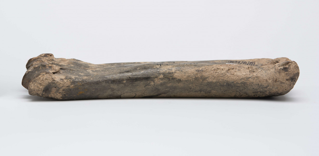 1811/A/ML/4 - Łyżwa wykonana z kości bydlęcej charakteryzuje się wygładzeniem jednej powierzchni długiej, a także obrobieniem jednej powierzchni stawowej w kształcie półokrągłego „dziobu”, przycięciem drugiego końca kości, na którym część okazów posiada nawiercony otwór służący do przymocowania płozy do stopy. 