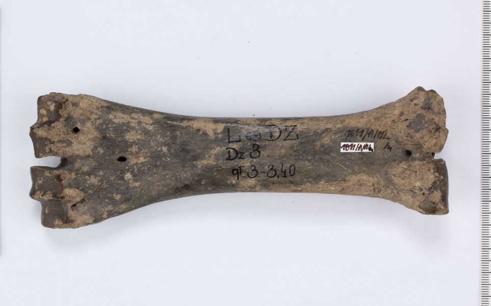 Łyżwa wykonana z kości bydlęcej charakteryzuje się wygładzeniem jednej powierzchni długiej, a także obrobieniem jednej powierzchni stawowej w kształcie półokrągłego „dziobu”, przycięciem drugiego końca kości, na którym część okazów posiada nawiercony otwór służący do przymocowania płozy do stopy. 