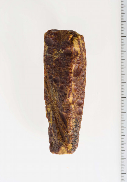 Surowiec bursztynowy, wstępnie obrobiony w formie wydłużonego trapezu. Surowiec w całości pokryty korą, widoczne ślady obróbki mechanicznej fragmentów płaszczyzn.