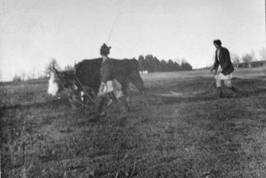 Fotografia czarno-biała przedstawia dwie postacie w strojach ludowych oraz bydło podczas prac polowych. 