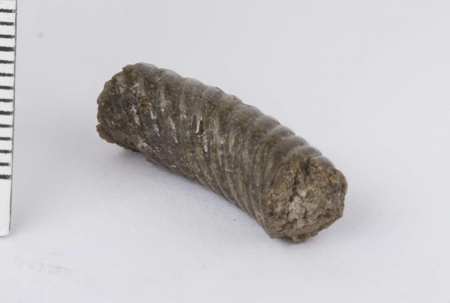 Fragment bransolety szklanej zdobionej kilkoma żłobkami, które spiralnie owijają bransoletę. Bransoleta w przekroju poprzecznym okrągła.