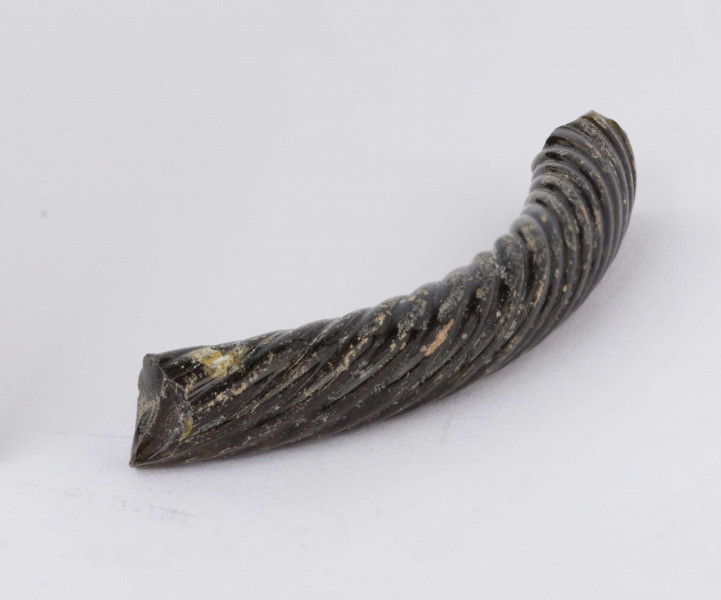 Fragment szklanej bransolety zdobionej kilkoma równolegle do siebie biegnącymi spiralnie wokół bransolety żłobkami. Bransoleta w przekroju okragła. Surowiec - szkło, barwa ciemno-brązowa. Wymiary: dł. 4,2; średn. 0,5 cm. Stan zachowania dobry.