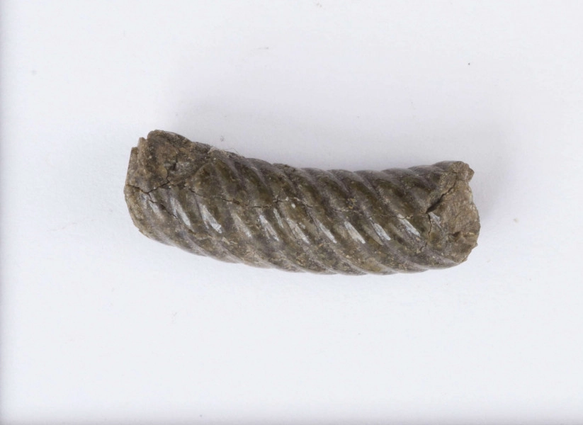Fragment bransolety szklanej zdobionej kilkoma żłobkami, które spiralnie owijają bransoletę. Bransoleta w przekroju poprzecznym okrągła.