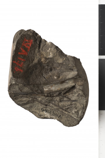 Dolna powierzchnia fragmentu skały z widocznymi skamieniałościami i napisami