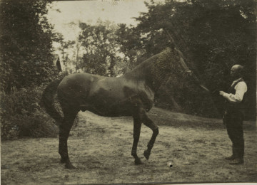 Na zdjęciu znajduje się koń, po prawej strony mężczyzna w białej koszuli trzyma konia za uprząż.