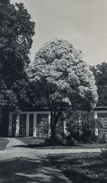 Widok na oranżerię otoczoną drzewami.