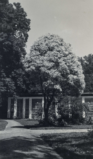 Widok na oranżerię otoczoną drzewami.