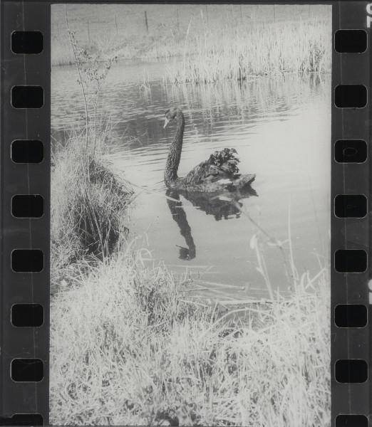 Pozytywny negatyw, negatywny pozytyw - ujęcie z przodu; Prawa część dyptyku. Czarno-biała fotografia w układzie pionowym, oprawiona na dibondzie pod pleksi. Na pierwszym planie sylwetka pływającego po jeziorze czarnego łabędzia. Zwierzę zwrócone w lewą stroną. Wokół ptaka przybrzeżne szuwary. Wzdłuż pionowych krawędzi kompozycji widoczna perforacja kliszy fotograficznej.