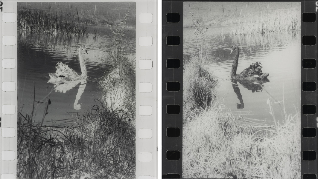 Pozytywny negatyw, negatywny pozytyw - ujęcie z przodu; Dyptyk złożony z dwóch czarno-białych fotografii oprawionych na dibondzie pod pleksi. W lewej części dyptyku sylwetka białego pływającego po jeziorze łabędzia. Z prawej strony czarny łabędź w tym samym układzie i scenerii. W obu częściach dyptyku, wzdłuż pionowych krawędzi widoczna perforacja kliszy fotograficznej.