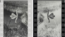 Pozytywny negatyw, negatywny pozytyw - ujęcie z przodu; Dyptyk złożony z dwóch czarno-białych fotografii oprawionych na dibondzie pod pleksi. W lewej części dyptyku sylwetka białego pływającego po jeziorze łabędzia. Z prawej strony czarny łabędź w tym samym układzie i scenerii. W obu częściach dyptyku, wzdłuż pionowych krawędzi widoczna perforacja kliszy fotograficznej.