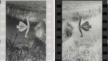 Pozytywny negatyw, negatywny pozytyw - ujęcie z przodu; Dyptyk złożony z dwóch czarno-białych fotografii oprawionych na dibondzie pod pleksi. W lewej części dyptyku sylwetka białego pływającego po jeziorze łabędzia. Z prawej strony czarny łabędź w tym samym układzie i scenerii. W obu częściach dyptyku, wzdłuż pionowych krawędzi widoczna perforacja kliszy fotograficznej.