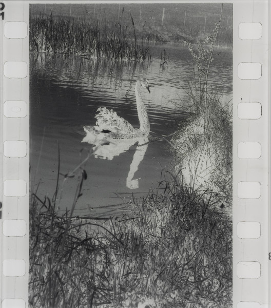 Pozytywny negatyw, negatywny pozytyw - ujęcie z przodu; Lewa część dyptyku. Czarno-biała fotografia w układzie pionowym, oprawiona na dibondzie pod pleksi. Na pierwszym planie sylwetka pływającego po jeziorze białego łabędzia. Zwierzę zwrócone w lewą stroną. Wokół ptaka przybrzeżne szuwary. Wzdłuż pionowych krawędzi kompozycji widoczna perforacja kliszy fotograficznej.